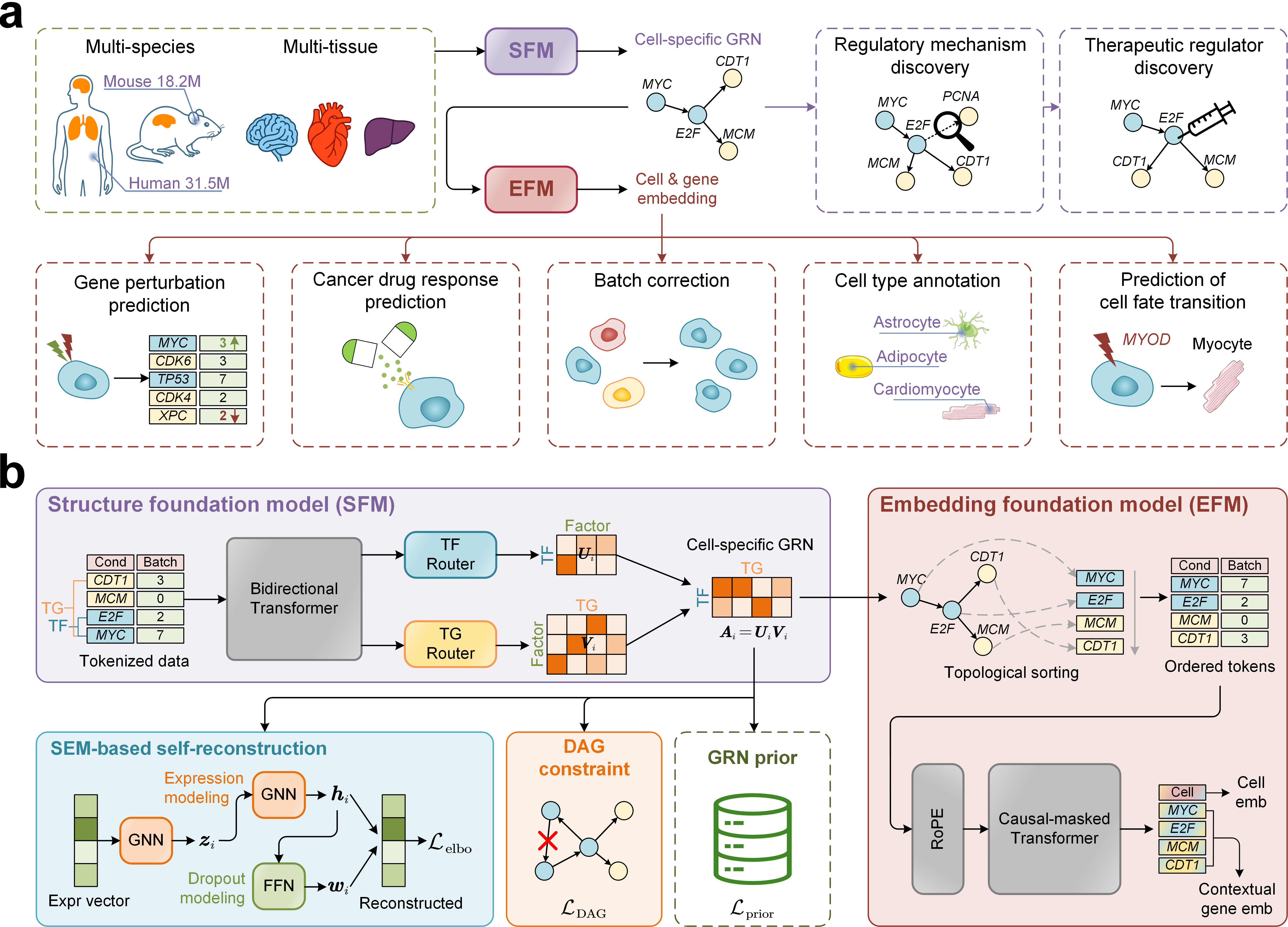Overview of the scCAFM framework